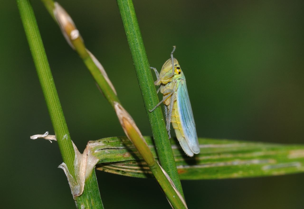 Cicadella viridis....dall''Abruzzo